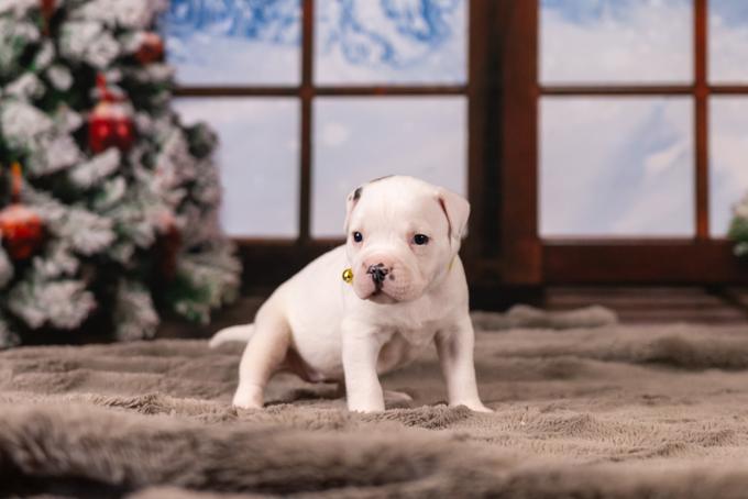 American Bulldog