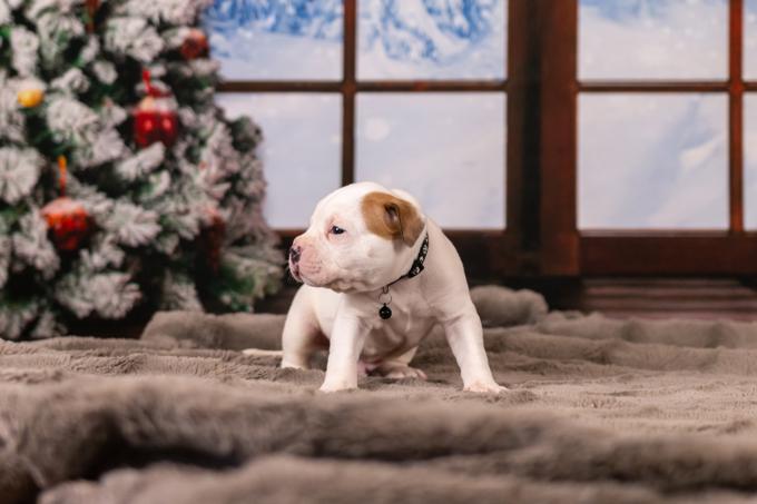 American Bulldog