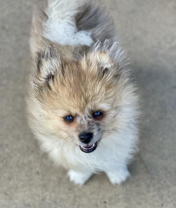 Pomeranian