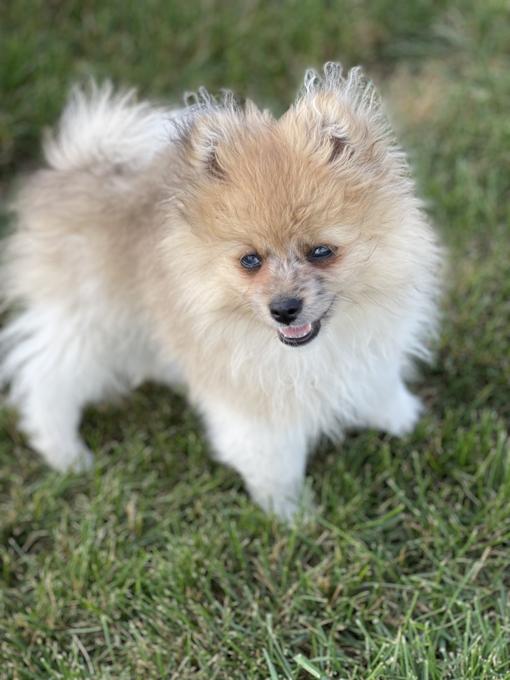 Pomeranian