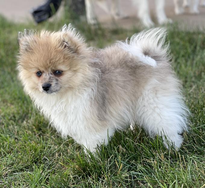 Pomeranian