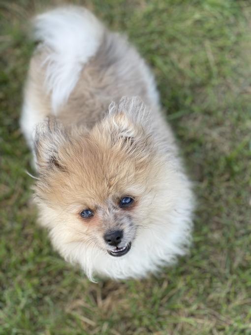 Pomeranian