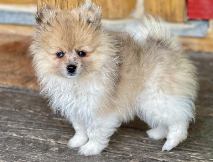 Pomeranian
