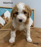 Bernedoodle