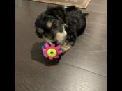 Yorkiechon