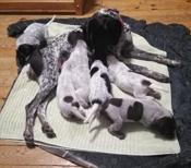 German Shorthaired Pointer