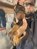 Doberman
