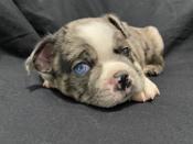 Frenchton