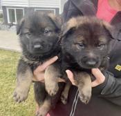 Elkhound X German Shepherd