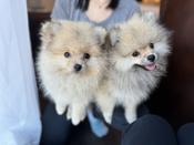 Pomeranian