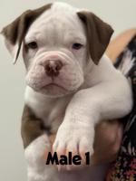 Alapaha Blue Blood Bulldog