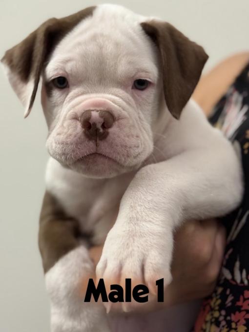 Alapaha Blue Blood Bulldog
