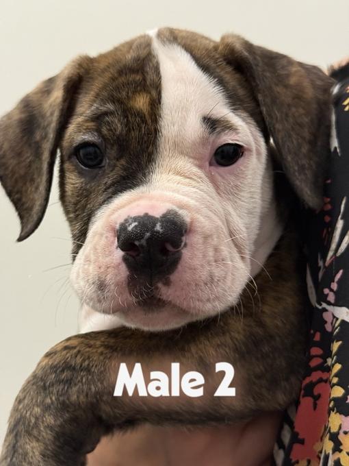 Alapaha Blue Blood Bulldog