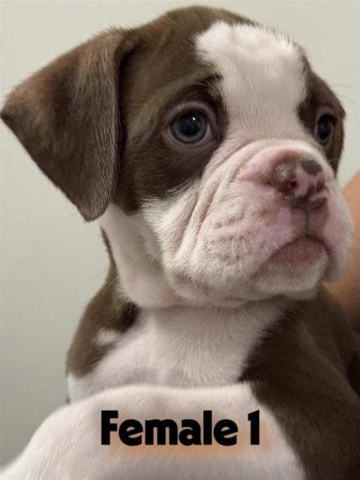 Alapaha Blue Blood Bulldog