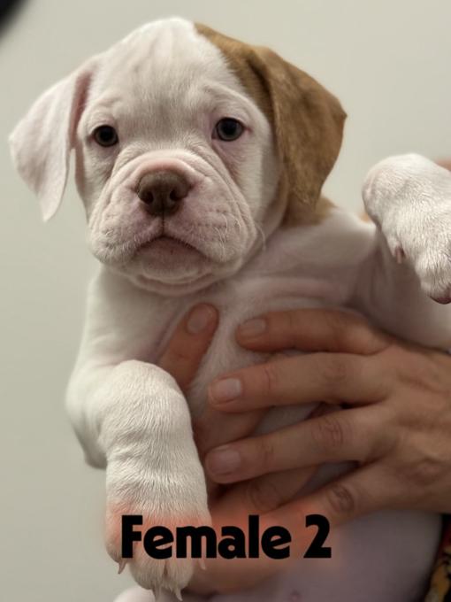 Alapaha Blue Blood Bulldog