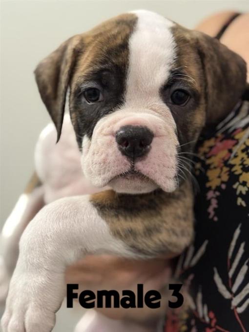 Alapaha Blue Blood Bulldog
