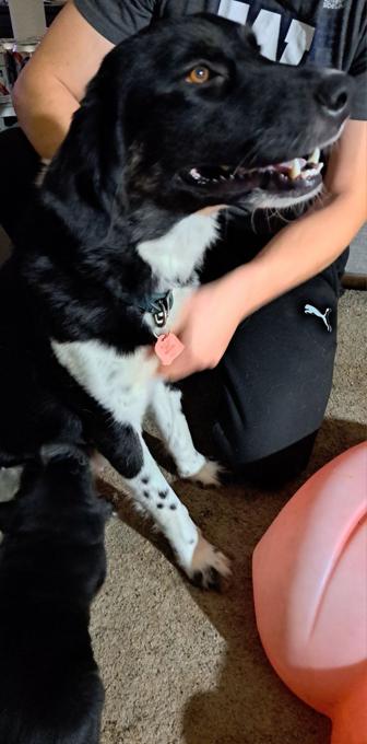 Bullmastiff mix, border collie mix