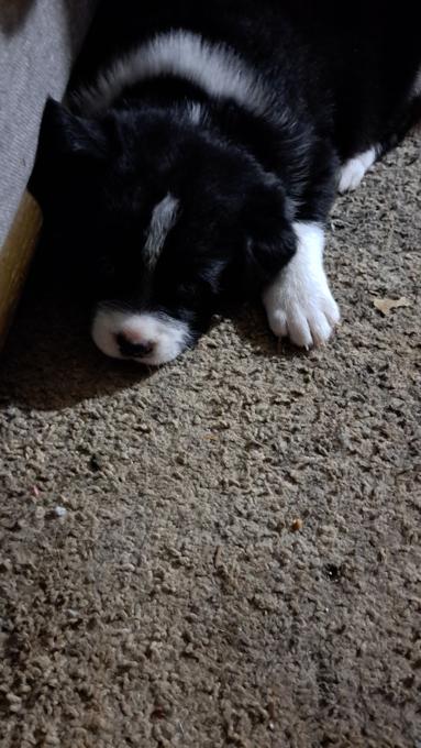 Bullmastiff mix, border collie mix