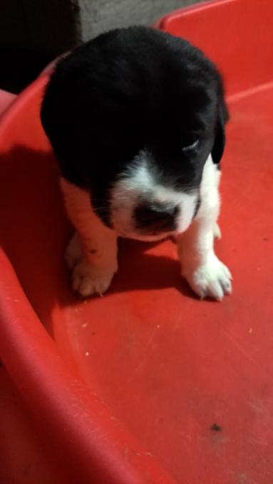 Bullmastiff mix, border collie mix