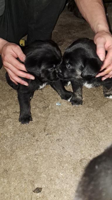 Bullmastiff mix, border collie mix
