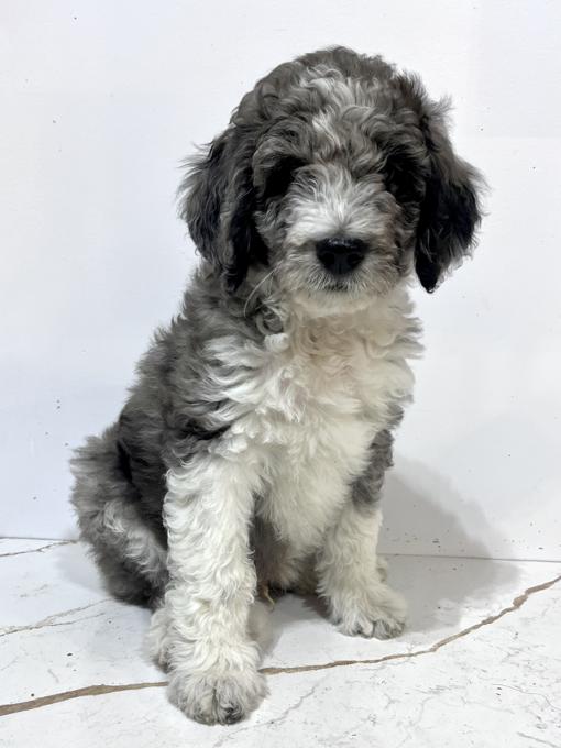 Aussiedoodle