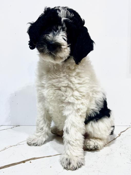 Aussiedoodle