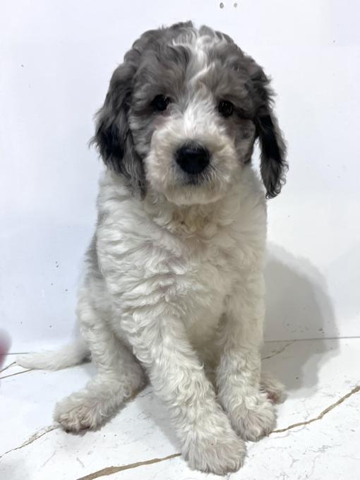 Aussiedoodle