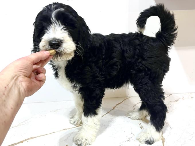 Aussiedoodle