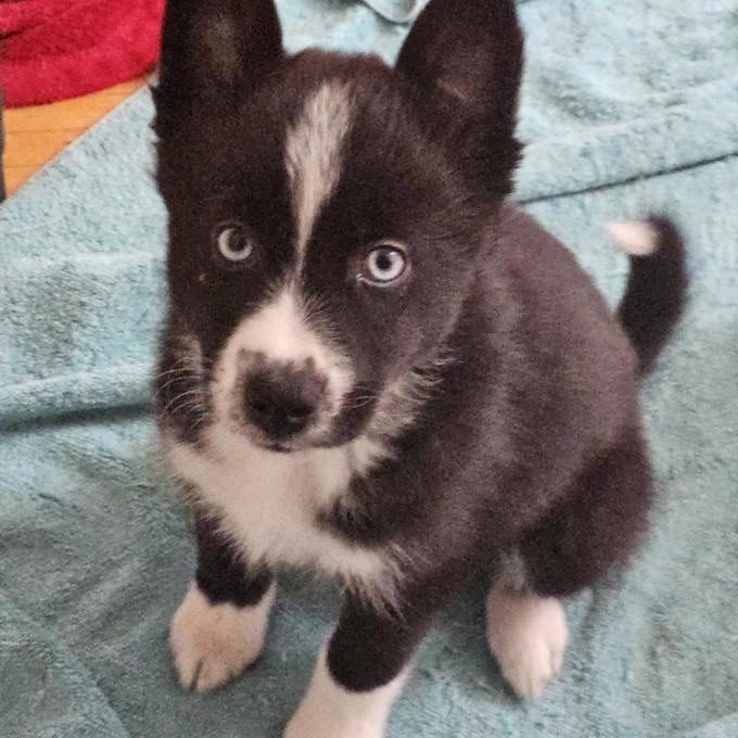 Pomsky