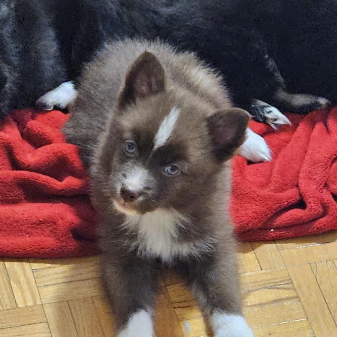 Pomsky