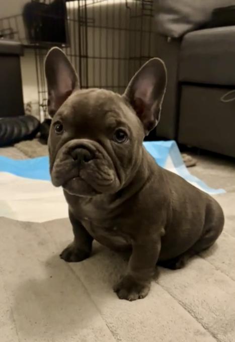 American bully