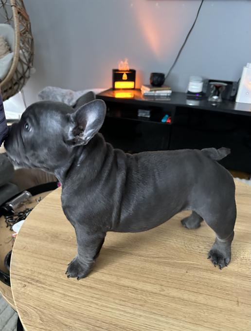 American bully