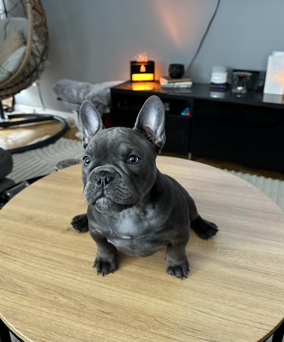 American bully