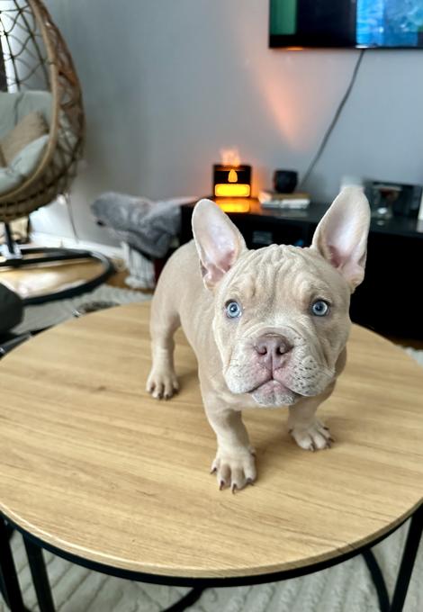 American bully