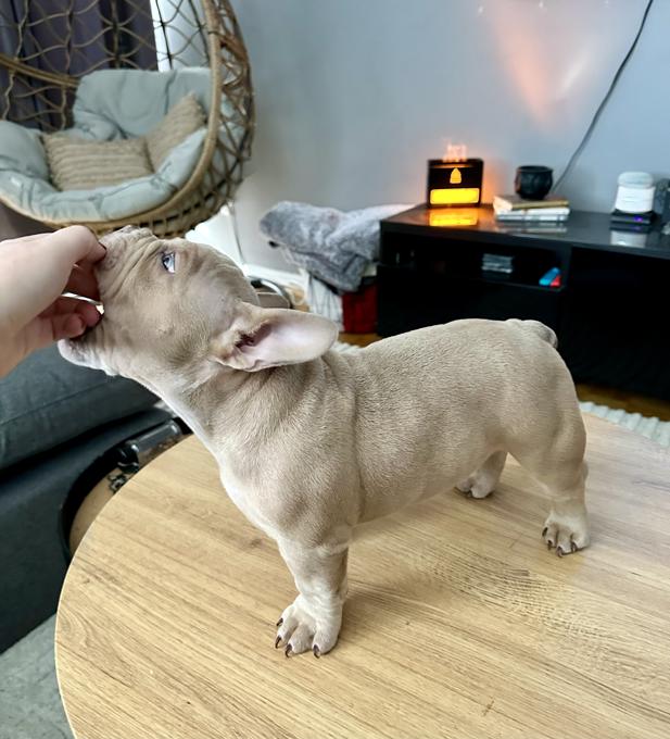American bully