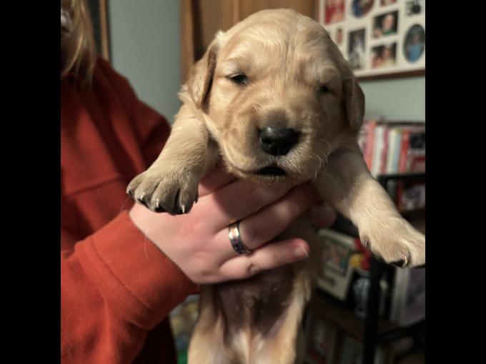 Golden Retriever