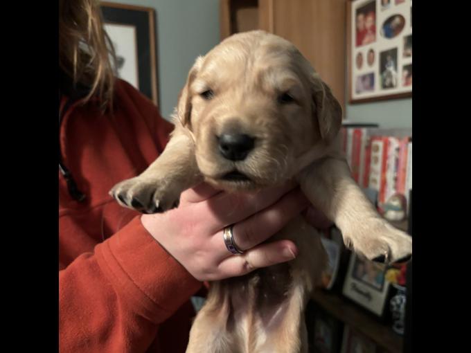 Golden Retriever