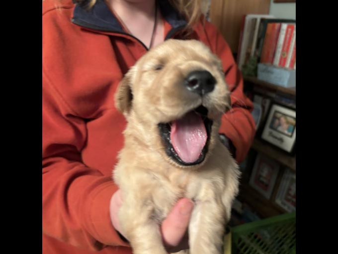 Golden Retriever