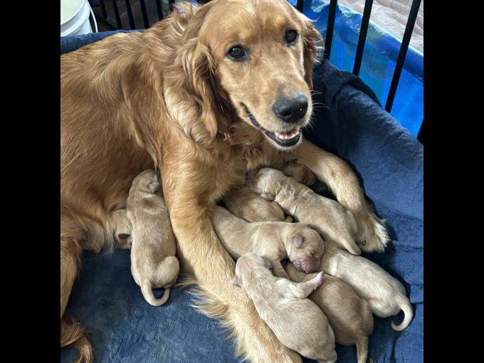 Golden Retriever