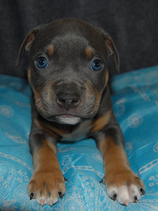 ABKC American bully