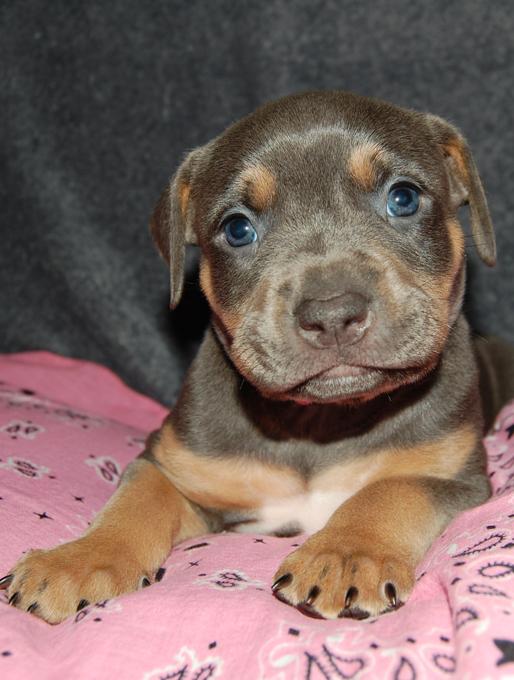 ABKC American bully