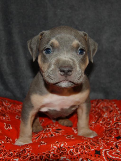 ABKC American bully