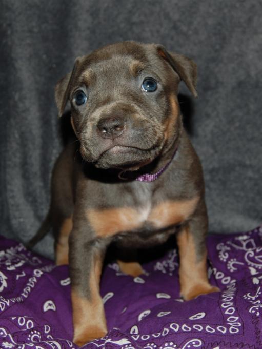 ABKC American bully