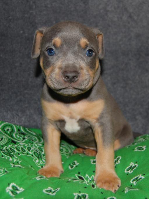 ABKC American bully