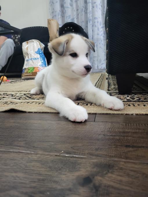 Husky