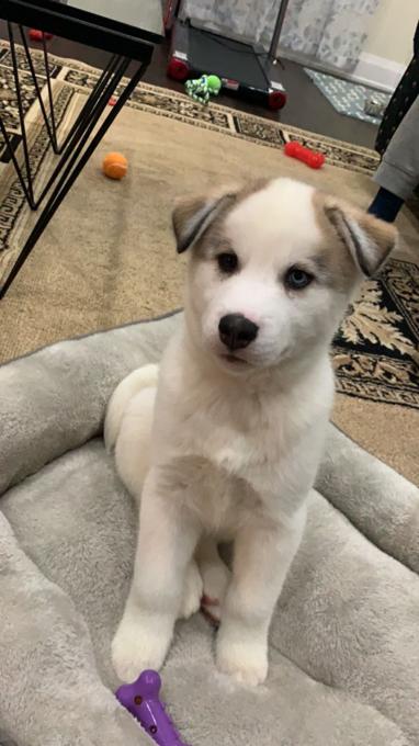 Husky
