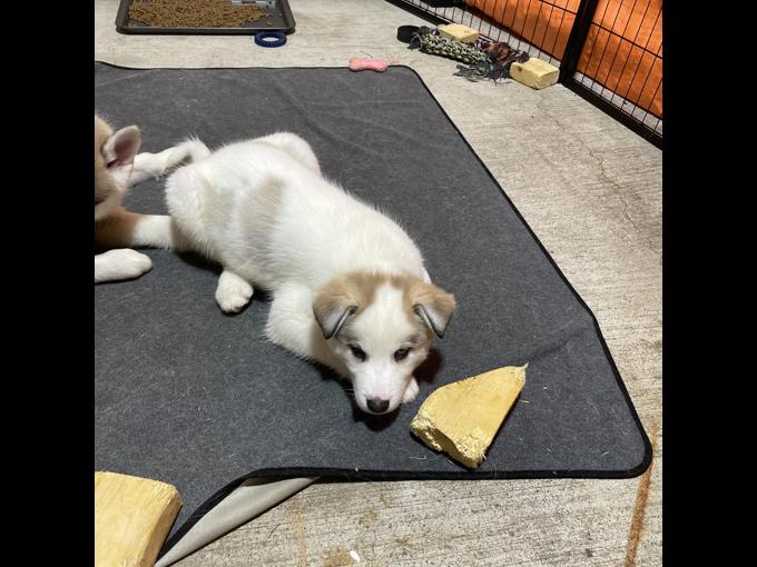 Husky