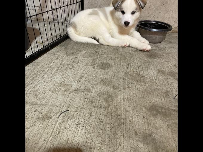 Husky