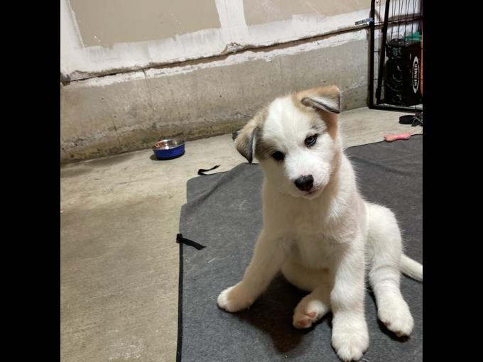 Husky