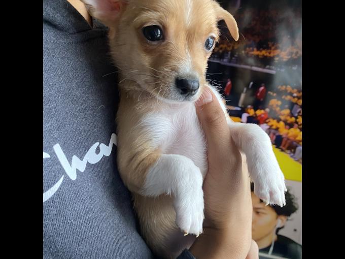 Chihuahua